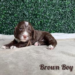 Brown Boy - Brown and white male Bernedoodle puppy in Modesto, California from Two Doods Doodles