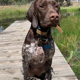 German Shorthaired Pointer Puppies from MCP Kennels