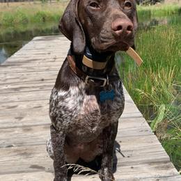 German Shorthaired Pointer Puppies from MCP Kennels
