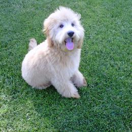 Bernedoodle, Goldendoodle, and Labradoodle Puppies from Apple Creek Doodles