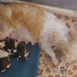 Puppy 2 - Tricolor male Shih Tzu puppy in Belleville, Michigan from Patricia's Heavenly Earth Angels