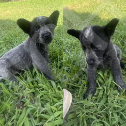 Australian Cattle Dog Puppies from Twisted C Heelers