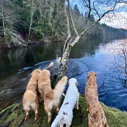 Golden Retrievers from Corduroy Golden Retrievers