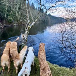Golden Retrievers from Corduroy Golden Retrievers