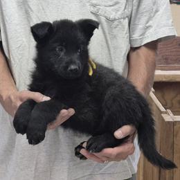 Boy 4 Yellow - Sable male German Shepherd puppy in Lake George, Colorado from High Country German Shepherds
