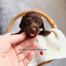Skyler - Chocolate and tan male Dachshund puppy in Robesonia, Pennsylvania from Happily Ever After’s Puppies