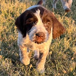 Liberty - Chestnut and gray male Wirehaired Pointing Griffon puppy in Grangeville, Idaho from Happy Hollow Griffons