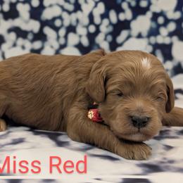 Miss Red - Red  female Goldendoodle puppy in Lebanon, Pennsylvania from Robertson's Retrievers and Doodles