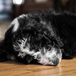 Goldendoodle, Golden Retriever, and Sheepadoodle Puppies from Guppy Puppies