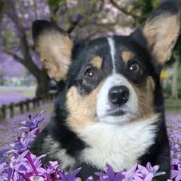 Maya - Pembroke Welsh Corgi