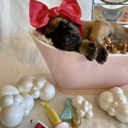 Great Dane Puppies from Lazuli Great Danes