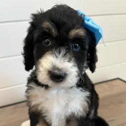 Evie - Tri-color female Bernedoodle puppy in Garrettsville, Ohio from Sunset Family Farm