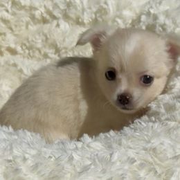 JILL - Cream and white female Chihuahua puppy in Richmond, Virginia from Bayberry Chihuahuas