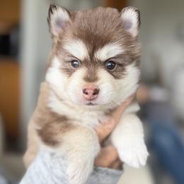 Primrose - Red and white female Pomsky puppy in Redding, California from Jubilee Hills
