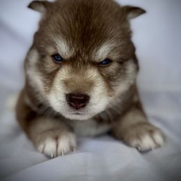 Girl 2- Pink Collar - female Siberian Husky puppy in Vanceburg, Kentucky from Happy Home Huskies