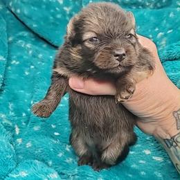 Boy 3 - Orange sable male Pomeranian puppy in Tulsa County, Oklahoma from CP Kennels