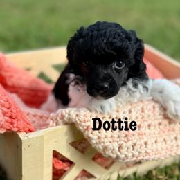 Dottie - Parti female Poodle puppy in Ardmore, Oklahoma from The Poodles of Green Acres