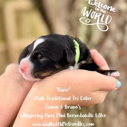River - Tri-color male Bernedoodle puppy in Orange, Texas from Walk with Me Doodles