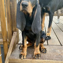 Black and Tan Coonhound Puppies from Classic Coonhounds