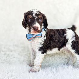 Bo - Parti male Poodle puppy in Gaylord, Michigan from Dog Mom Co. Poodles