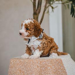 Black Collar Jazz - Parti male Goldendoodle puppy in Oak Hills, California from High Desert Doodles