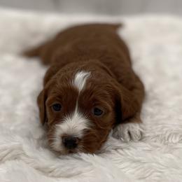 Cinderella - Red  female Goldendoodle puppy in Kansas City, Kansas from Bella & Ivy’s Mini Goldendoodles of KC