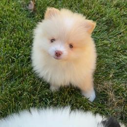 Cream Puff - Cream parti male Pomeranian puppy in Sparks, Nevada from Pawfect Poms