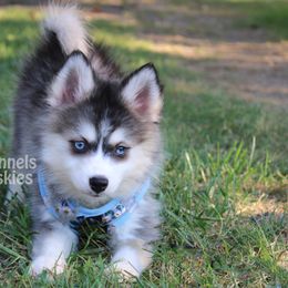 Bluey - Black and white female Pomsky puppy in Centerville, Iowa from LJ Kennels Pomskies, LLC