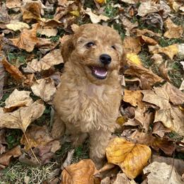 Poodle Puppies from Paige & Adele Poodles