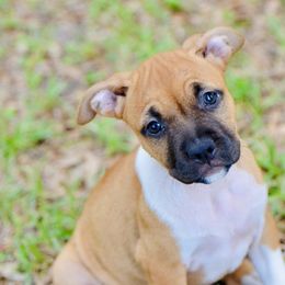 Hershey - Red female American Staffordshire Terrier puppy in St. Augustine, Florida from LBK & Ancient City
