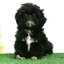 Sootie - Black female Shih Tzu puppy in Wild Rose, Wisconsin from Sorenson's Shih-tzus