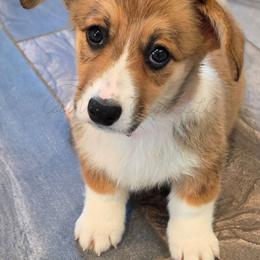 Flood - Sable female Pembroke Welsh Corgi puppy in Kiowa, Colorado from Cool Water Corgis LLC