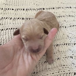 Goldendoodle Puppies from Sweet Doodles of Alabama