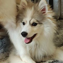 Pepper - Gray and white male Pomsky puppy in Idaho Falls, Idaho from Idaho Pomsky