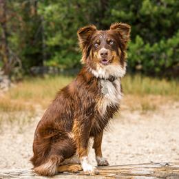 Kokanee - Australian Shepherd