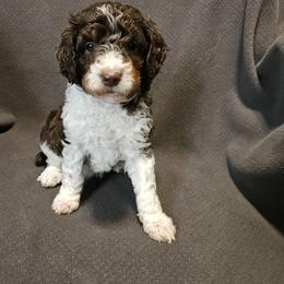 Poodle Puppies from Mountain Vista Pups LLC