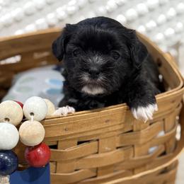 Shichon Puppies from Burton Creek Puppies