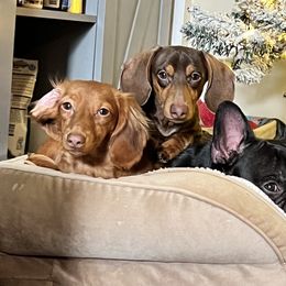 Dachshunds from Hutch hounds