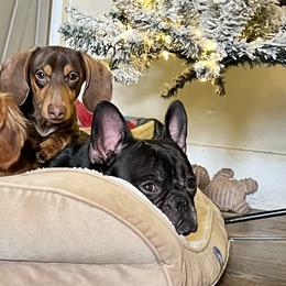 Dachshunds from Hutch hounds