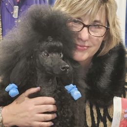 Poodles from BryMar Poodles, Chinese Crested & Russian Toys