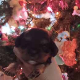 Charlie - Black and tan male Cavalier King Charles Spaniel puppy in Villa Rica, Georgia from Georgia Alabama Cavaliers