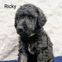 Ricky - Sable male Poodle puppy in Canton, South Dakota from Van Der Poodles