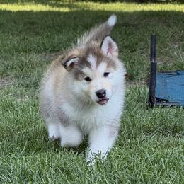 Tingle - Sable and white male Alaskan Malamute puppy in Iowa City, Iowa from Alpenglow Alaskan Malamutes