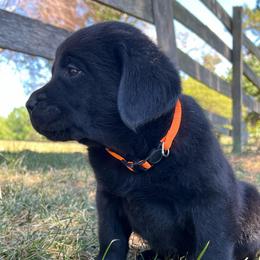 Boy 3 -Orange - Black male Labrador Retriever puppy in Beaverdam, Virginia from Gold Heart Labradors