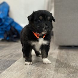 Australian Shepherd Puppies from Ace-High Australian Shepherds