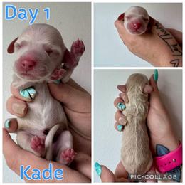 Kade - Cream male Dachshund puppy in Michigan from M.H.P Dachshunds
