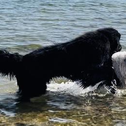 Newfoundland puppies from Tatties Ranch