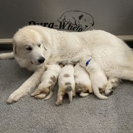 Great Pyrenees puppies from Arnault Great Pyrenees