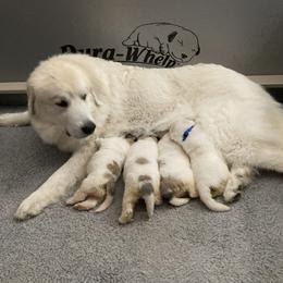 Great Pyrenees puppies from Arnault Great Pyrenees