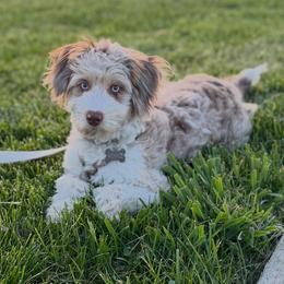 Winnie - Aussiedoodle